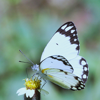 African Caper