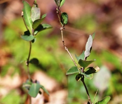 Lonicera caprifolium