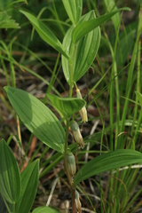 Polygonatum humile