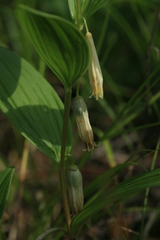 Polygonatum humile