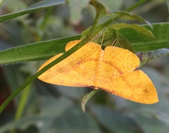 Eumelea rosalia