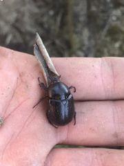 Pentodon bidens punctatus