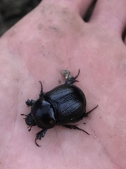 Pentodon bidens punctatus
