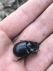 Pentodon bidens punctatus