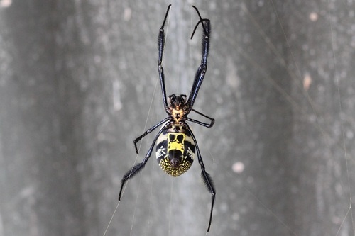 Hairy Golden Orb-weaving Spider photo 5