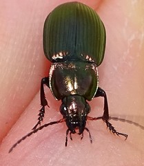 Poecilus cupreus