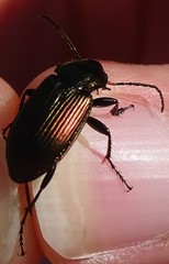 Poecilus cupreus