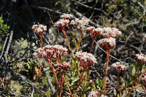 Crassula rubricaulis