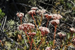 Crassula rubricaulis