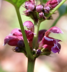 Lamium orvala