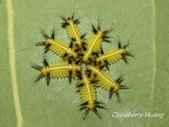Parasa shirakii