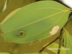 Parasa shirakii