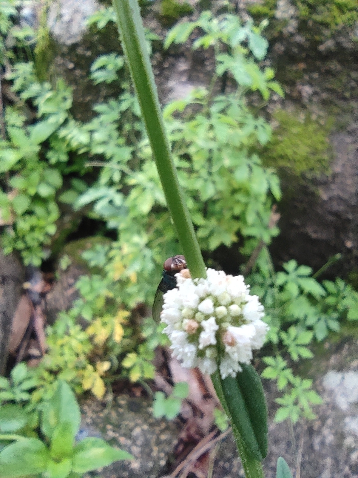 Spermacoce verticillata