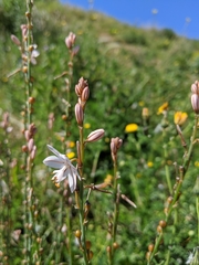 Asphodelus fistulosus