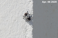 Pogonocherus dimidiatus