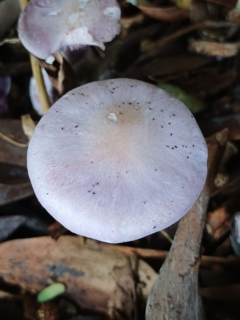 Collybia nuda · May 2026 · photo: © steviakiwi23 (iNaturalist, cc0)