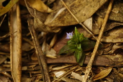 Gentiana bambuseti