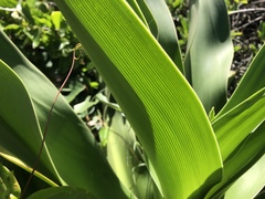 Crinum pedunculatum