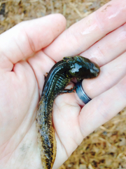 Ambystoma talpoideum