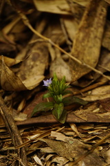 Gentiana bambuseti