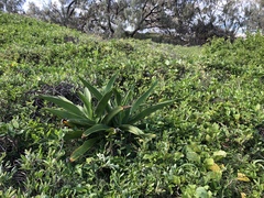 Crinum pedunculatum