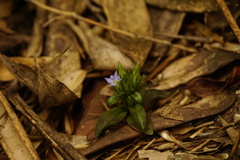 Gentiana bambuseti