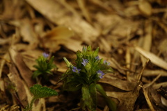 Gentiana bambuseti
