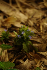 Gentiana bambuseti