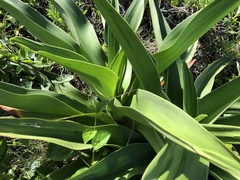 Crinum pedunculatum