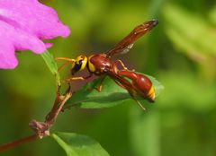 Pareumenes brevirostratus