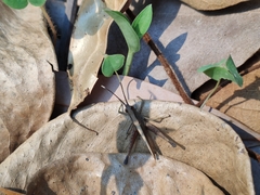Phlaeoba antennata