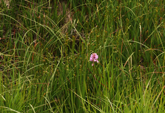 Dactylorhiza majalis sphagnicola