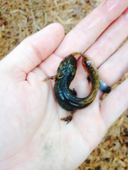 Ambystoma talpoideum