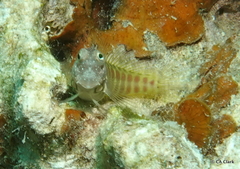 Salarias segmentatus