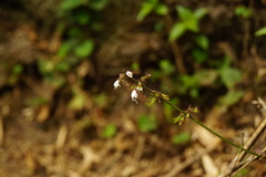 Salvia hayatae