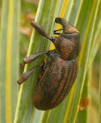 Lyperobius glacialis