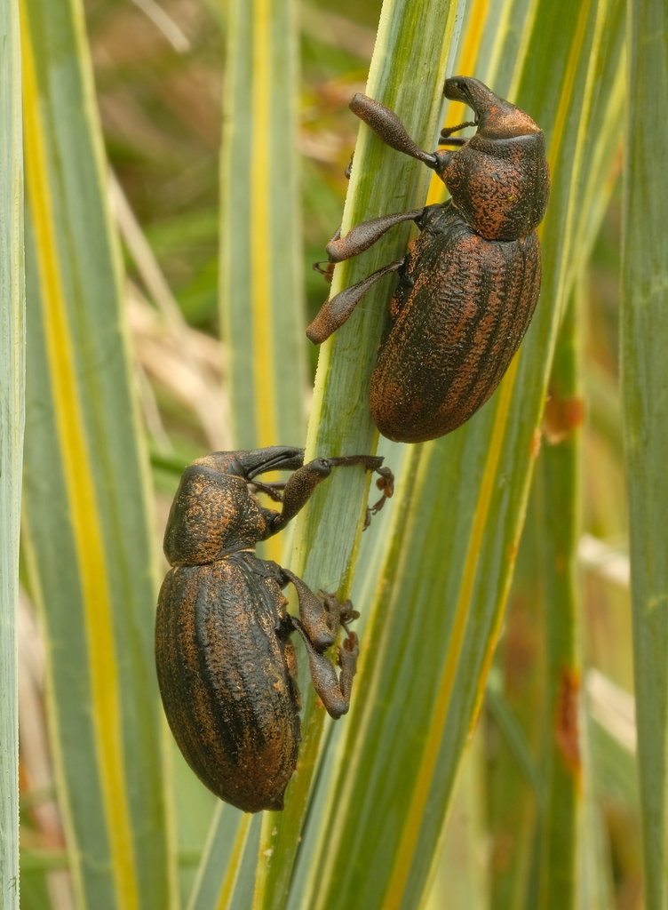 Lyperobius glacialis