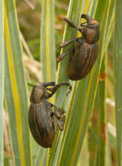 Lyperobius glacialis