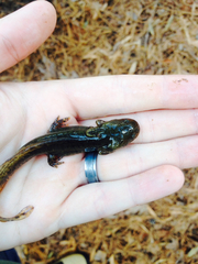 Ambystoma talpoideum