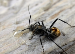 Polyrhachis brisbanensis