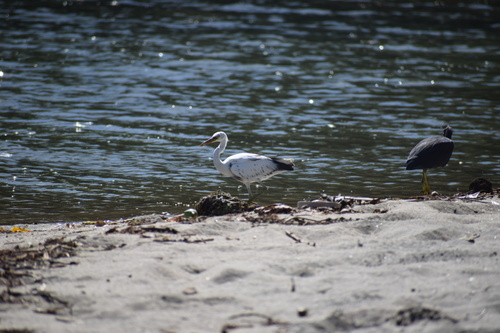 Pacific Reef Heron