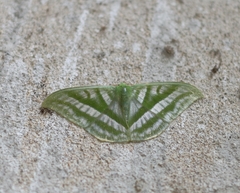 Mixochlora vittata