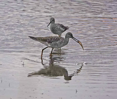 Tringa melanoleuca