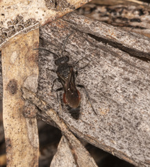 Ephutomorpha lateralis