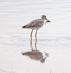 Tringa melanoleuca