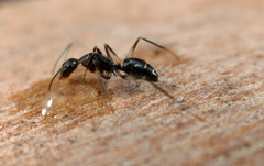 Camponotus lividicoxis