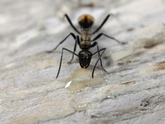 Polyrhachis brisbanensis