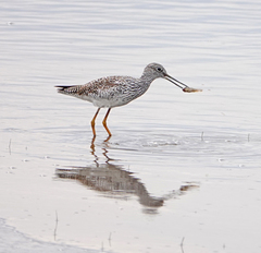 Tringa melanoleuca