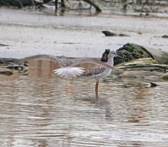 Tringa melanoleuca