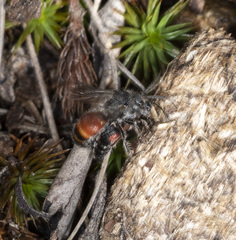 Ephutomorpha lateralis